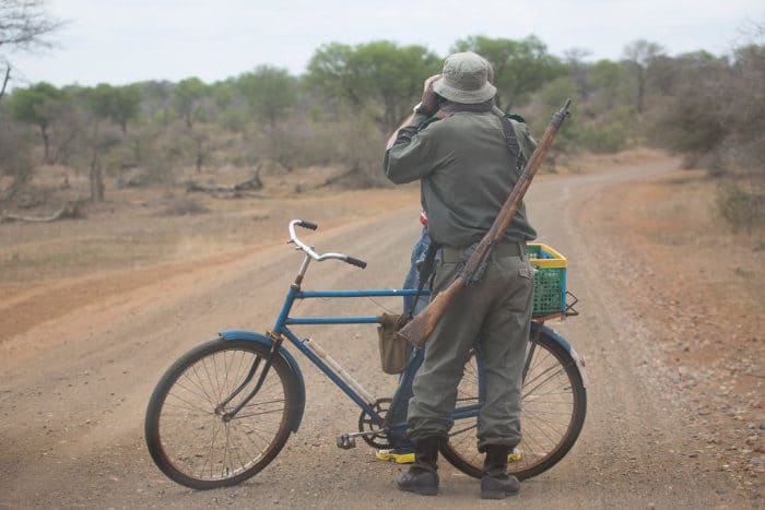 Park ranger looks through his pair of binoculars for potential game, armed with a rifle and a bicycle