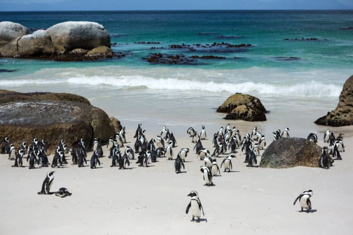 Penguin colony at Boulders Beach, near Cape Town
