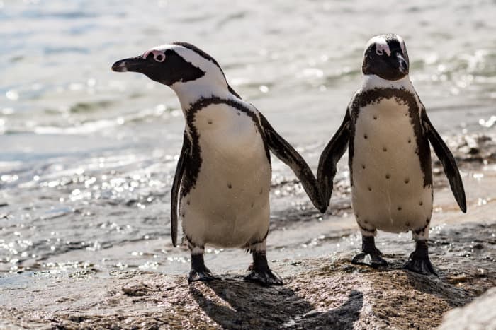 Penguin couple seem to be holding 