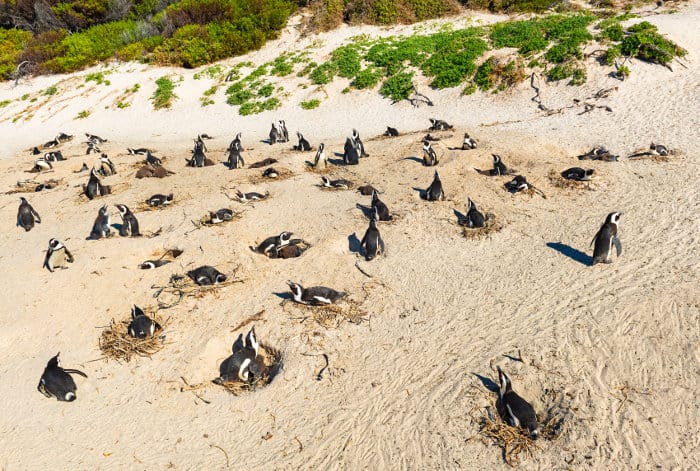 African penguin nesting site near Boulders Beach