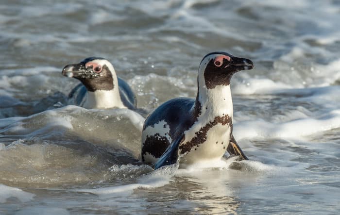 African penguins return from a refreshing swim