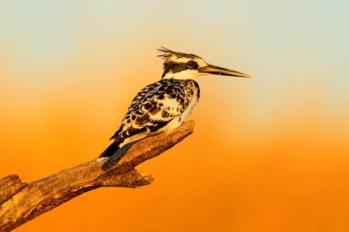 Pied kingfisher in early morning light