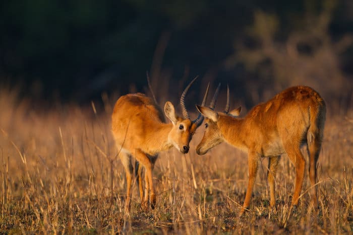 Male puku antelope fighting