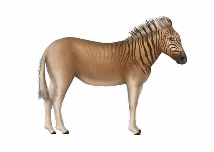 The extinct quagga, a zebra-looking animal which once roamed the African plains
