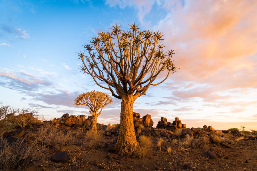 Quiver tree in Hardap region, Southern Namibia