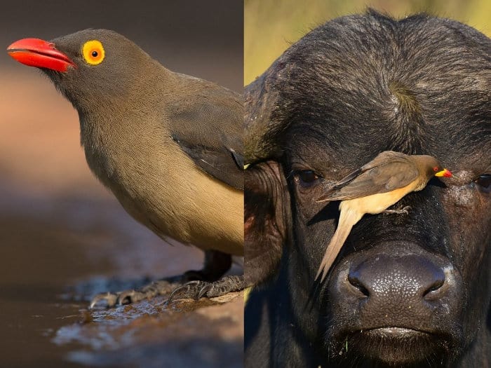 Red-billed oxpecker vs yellow-billed oxpecker: the main and most obvious difference is in the beak