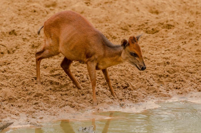 Red duiker taking a late afternoon drink in Mkhuze Game Reserve