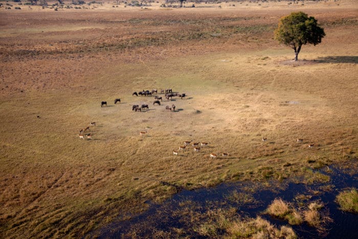 Red lechwe and wildebeest from above in the Okavango