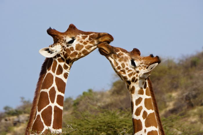 Two reticulated giraffes touch each other's noses in a friendly 