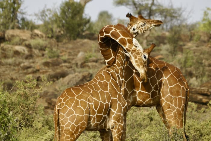 Reticulated giraffes necking, Samburu National Reserve