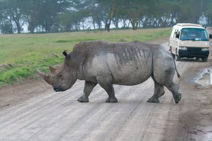 White rhino crosses the road in front of tourists, Lake Nakuru