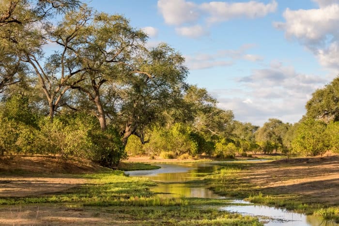 Typical vegetation along the river bed in Mana Pools, Zimbabwe