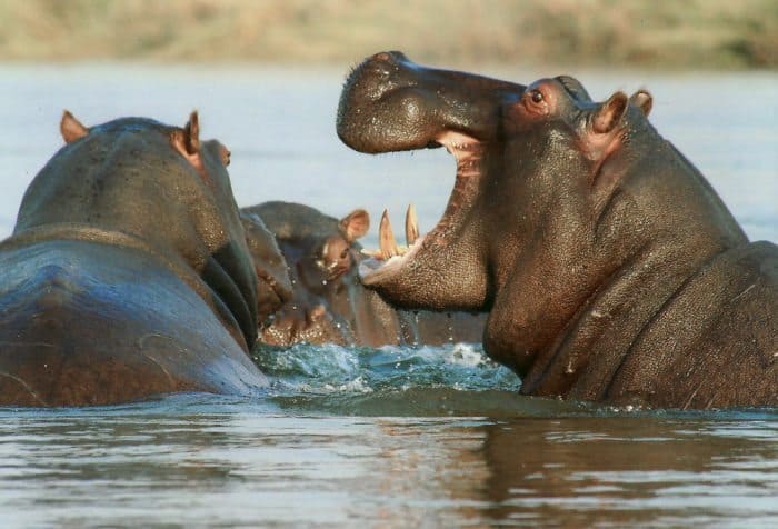 Hippos grunt, groan, growl, roar and make loud wheezing sounds