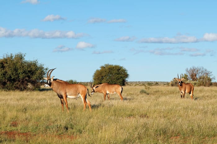 Herd of roan antelope in its natural habitat, South Africa
