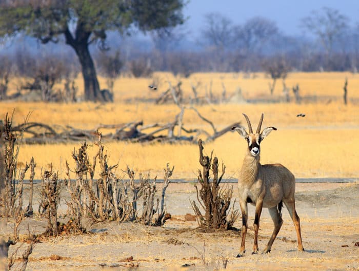 Lone roan antelope in Hwange National Park