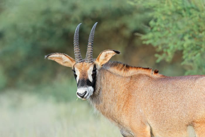 Roan antelope (Hippotragus equinus) in Mokala National Park, South Africa 