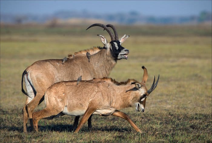 Roan antelope courtship