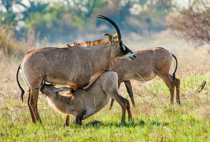 Young roan antelope feeding from his mother