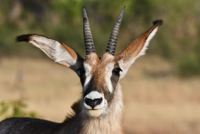 Subadult roan antelope close up portrait, featuring its ringed horns