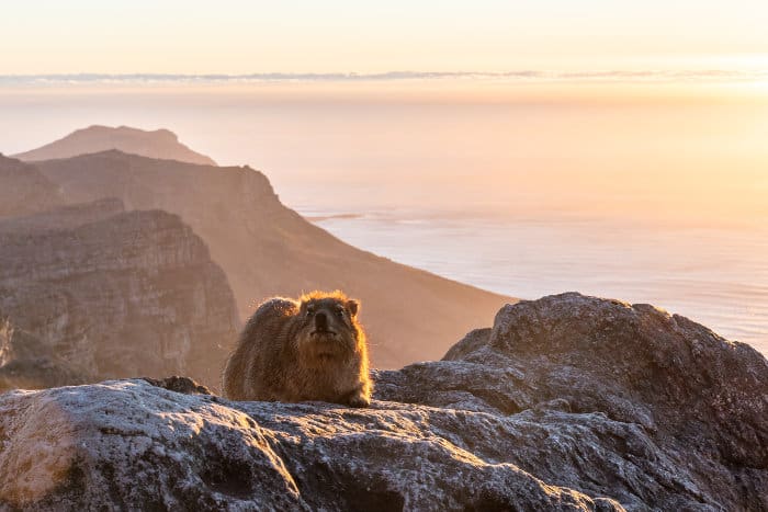 Rock hyrax on top of Table Mountain, in late afternoon sunlight