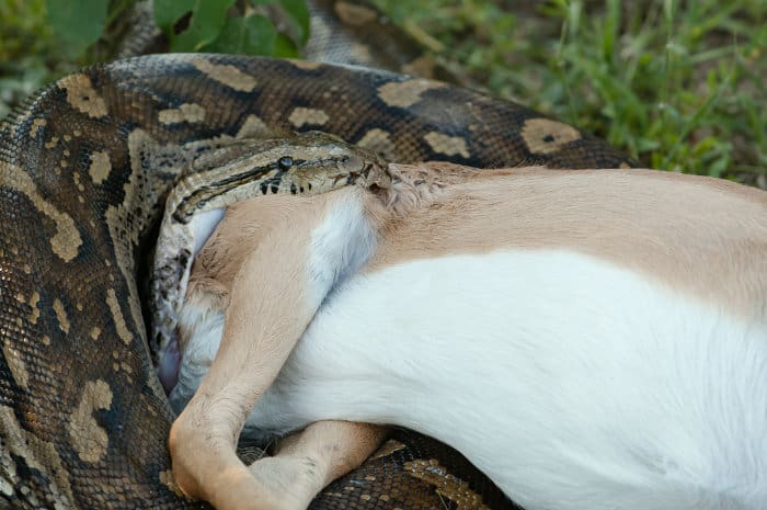 Close up picture of a rock python swallowing an impala
