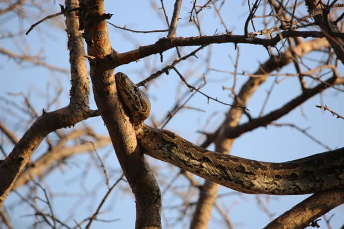 African rock python climbing a tree