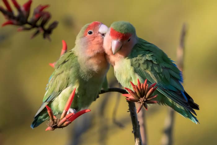 Pair of rosy-faced lovebirds in Namibia