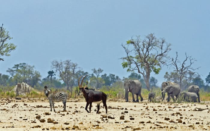 Sable antelope, elephants and zebra scene in Zimbabwe