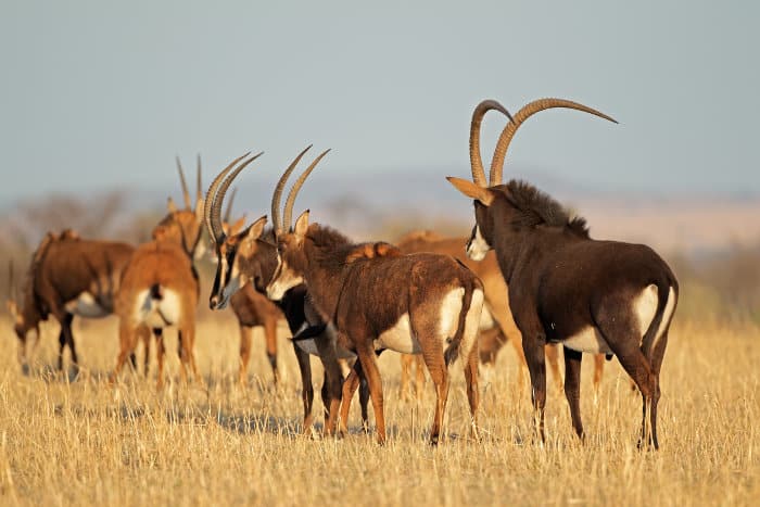 Small sable antelope herd, consisting of females and juveniles, along with a dominant male