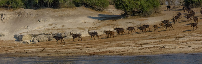 Sable antelope herd coming down to the Chobe river for a drink