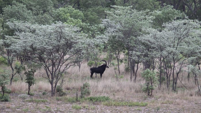 Lone male sable antelope in the Kafue