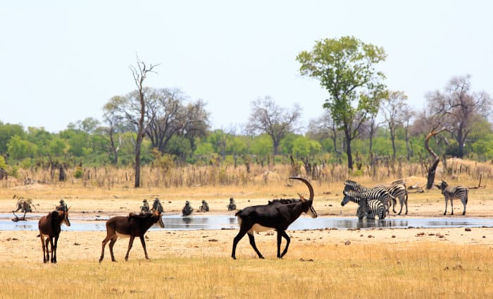 Typical wildlife scene in Hwange, with zebra, baboons and sable antelope interacting at a local waterhole