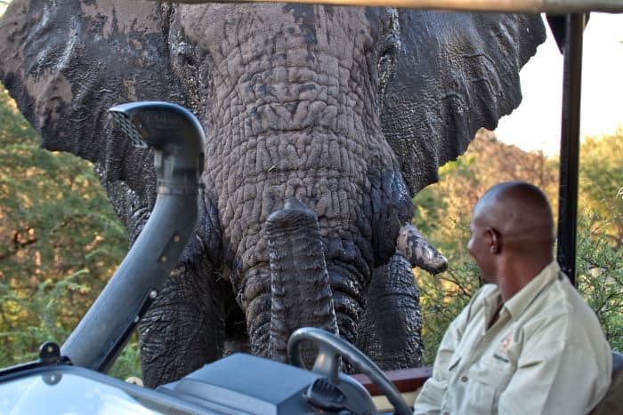 Very close encounter between a safari guide and a wild elephant