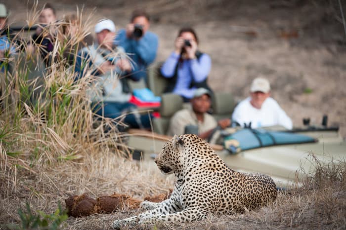 Safari guide and tourists watch a lone leopard resting on a rise