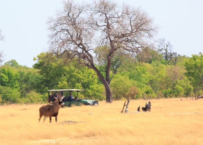 Typical scene in Hwange National Park, with safari vehicle and a roan antelope in the foreground