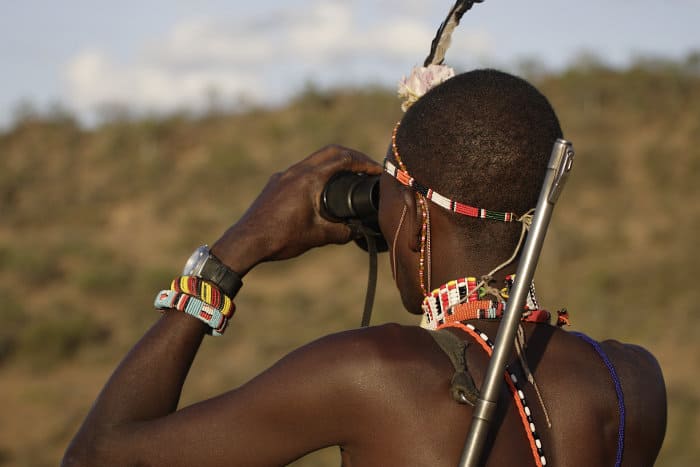 Samburu masai guide scans the horizon with binoculars to find animals