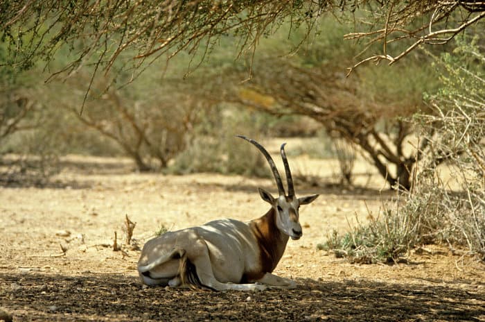 Scimitar oryx resting under a tree