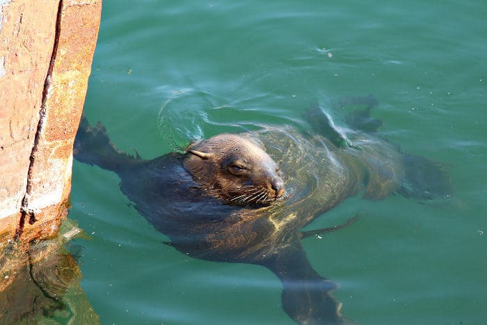 Seal swimming in Hout Bay harbour