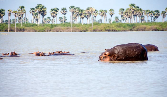 Pod of hippos in the Rufiji river, Selous Game Reserve