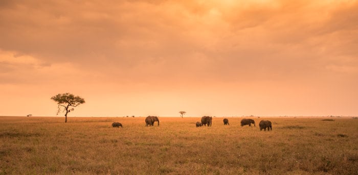 Herd of elephants on the Serengeti plains, at sunset