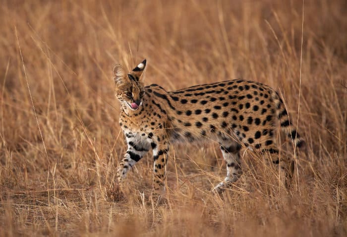 Serval cat licking its lips in the Masai Mara