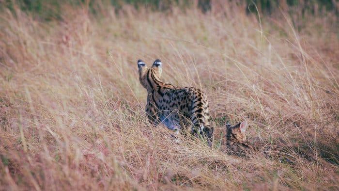 Serval cat with baby in tall grass