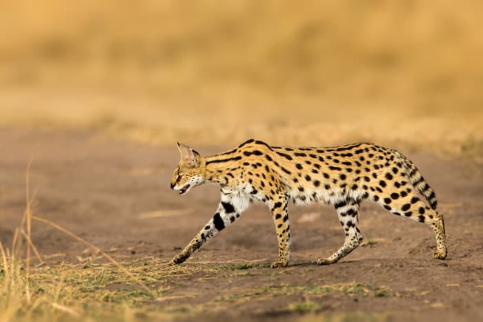 Serval cat in hunting mode