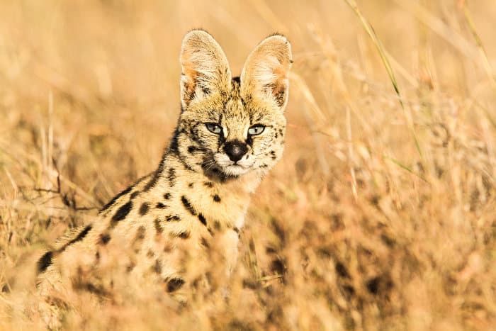 Serval cat portrait in long grass, revealing its large ears