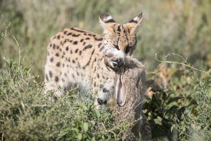 Serval with hare in its mouth