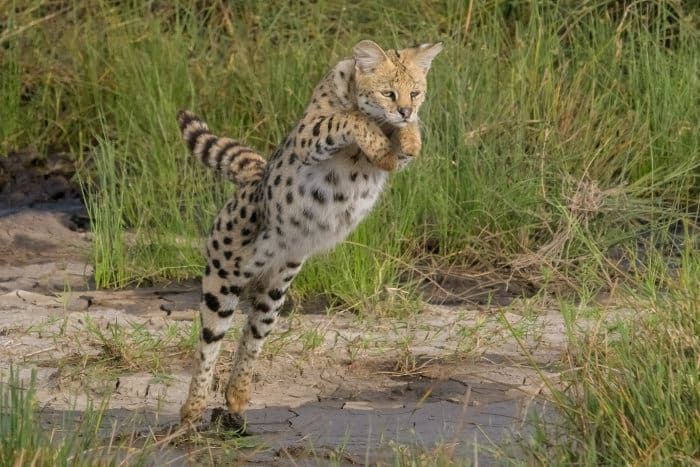 Serval cat leaping over a small stream