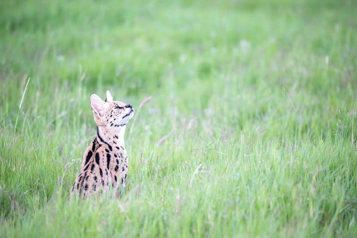 Serval cat looking up in tall blades of green grass