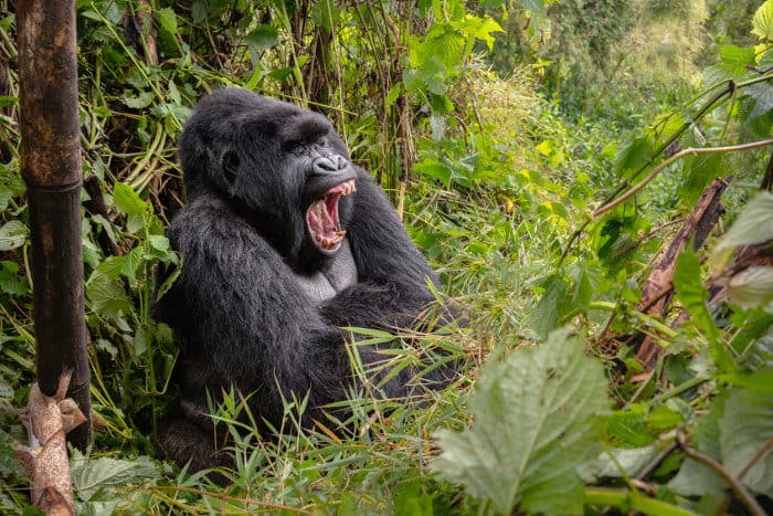 Wild silverback gorilla yawning