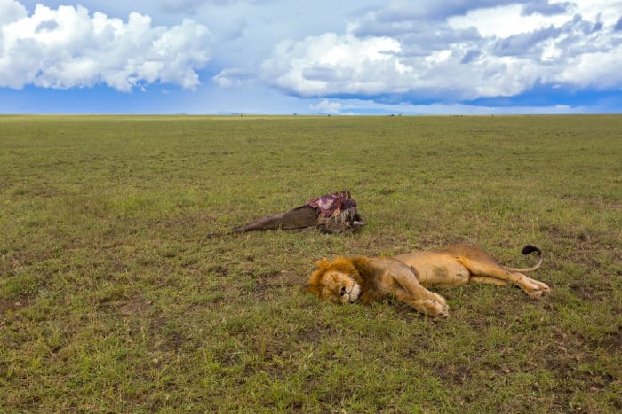 Sleeping male lion with dead wildebeest