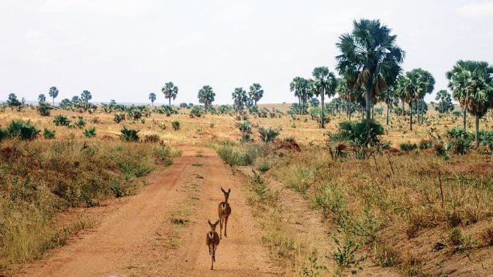 Two antelopes walk in front of the road in Murchison Falls National Park